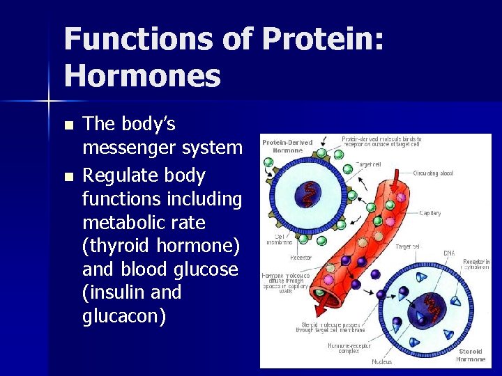 Functions of Protein: Hormones n n The body’s messenger system Regulate body functions including