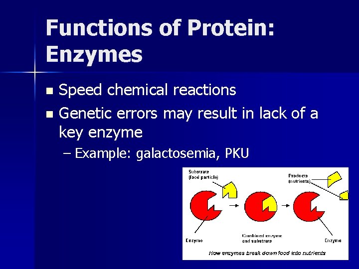 Functions of Protein: Enzymes Speed chemical reactions n Genetic errors may result in lack