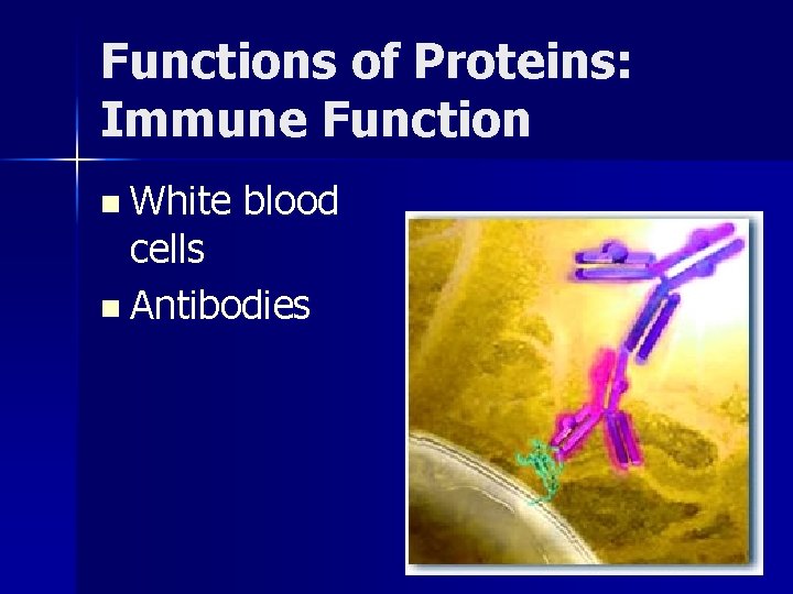 Functions of Proteins: Immune Function n White blood cells n Antibodies 