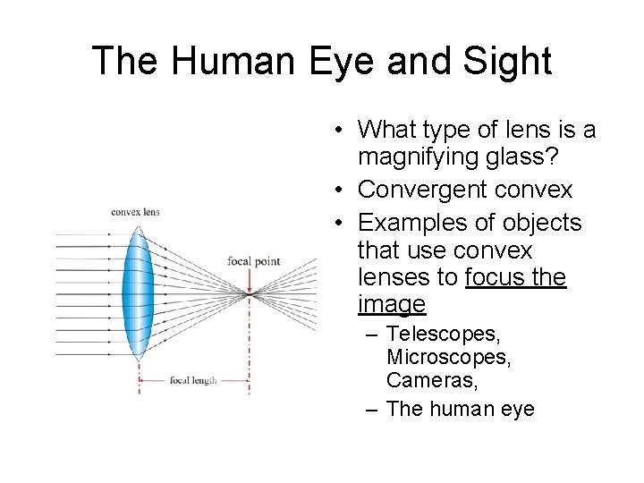 The Human Eye and Sight • What type of lens is a magnifying glass?