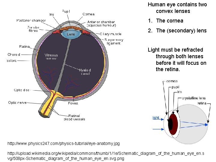 Human eye contains two convex lenses 1. The cornea 2. The (secondary) lens Light