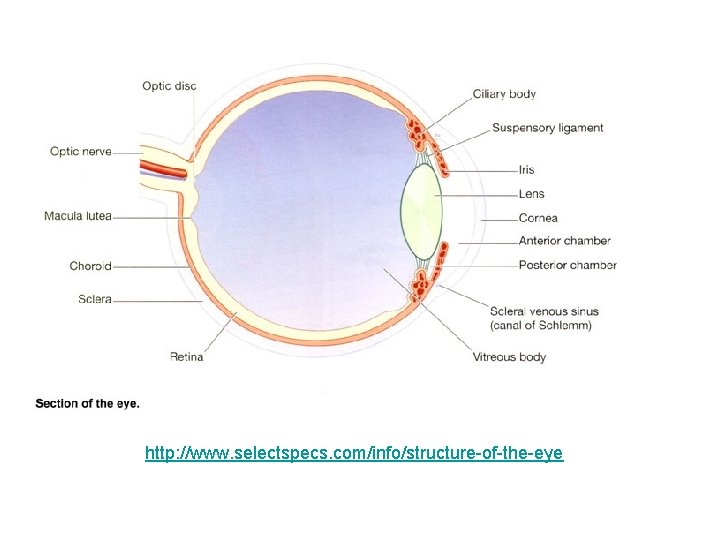http: //www. selectspecs. com/info/structure-of-the-eye 