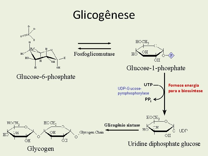 Glicogênese Fosfoglicomutase Glucose-1 -phosphate Glucose-6 -phosphate Fornece energia para a biossíntese Glicogênio sintase Glycogen