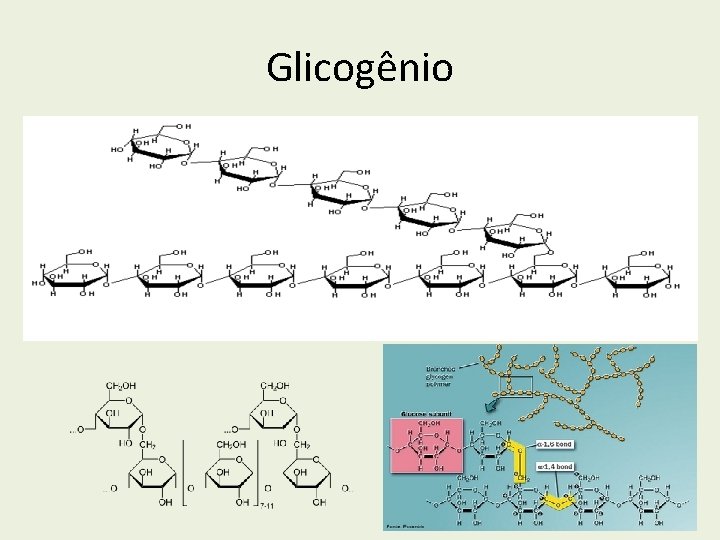 Glicogênio 