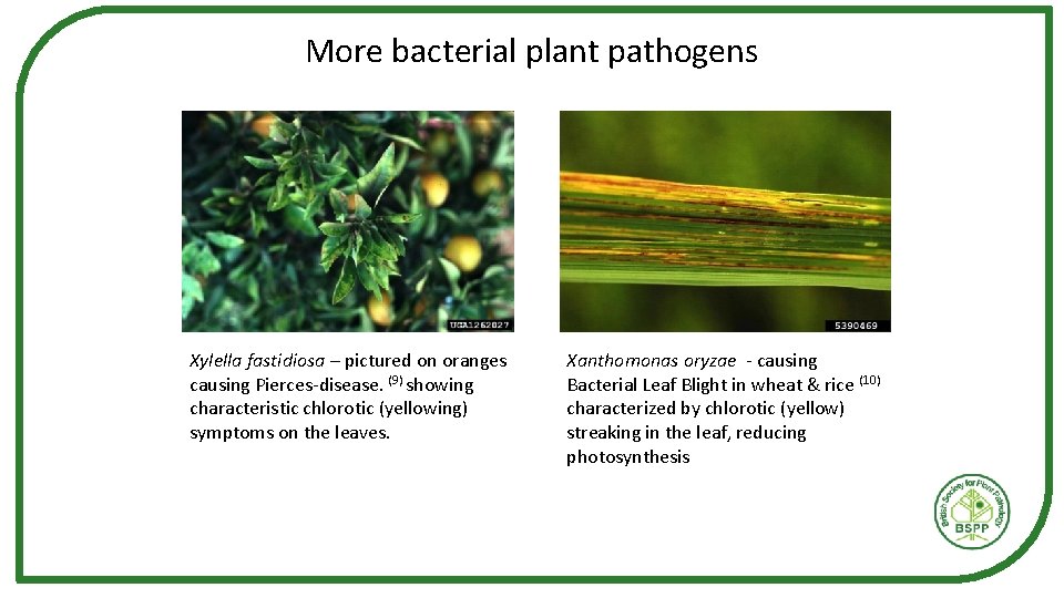 More bacterial plant pathogens Xylella fastidiosa – pictured on oranges causing Pierces-disease. (9) showing