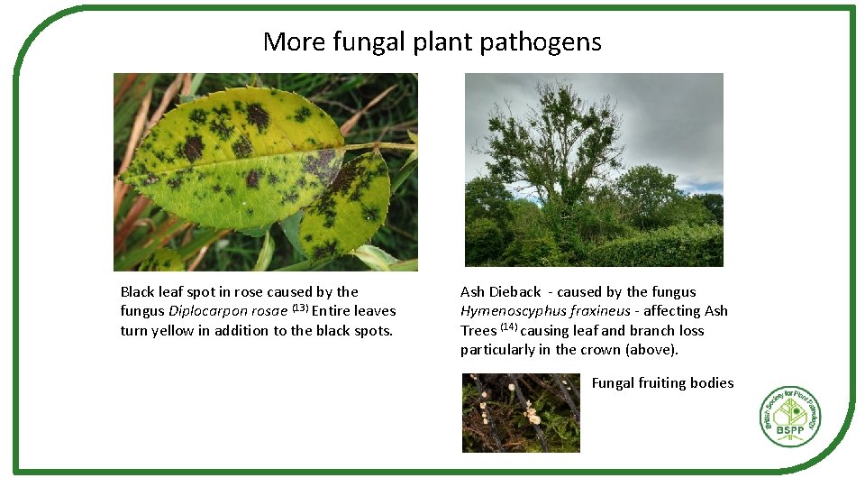 More fungal plant pathogens Black leaf spot in rose caused by the fungus Diplocarpon