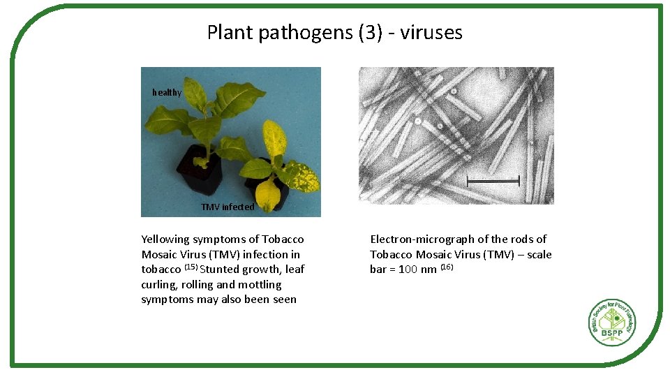 Plant pathogens (3) - viruses healthy TMV infected Yellowing symptoms of Tobacco Mosaic Virus