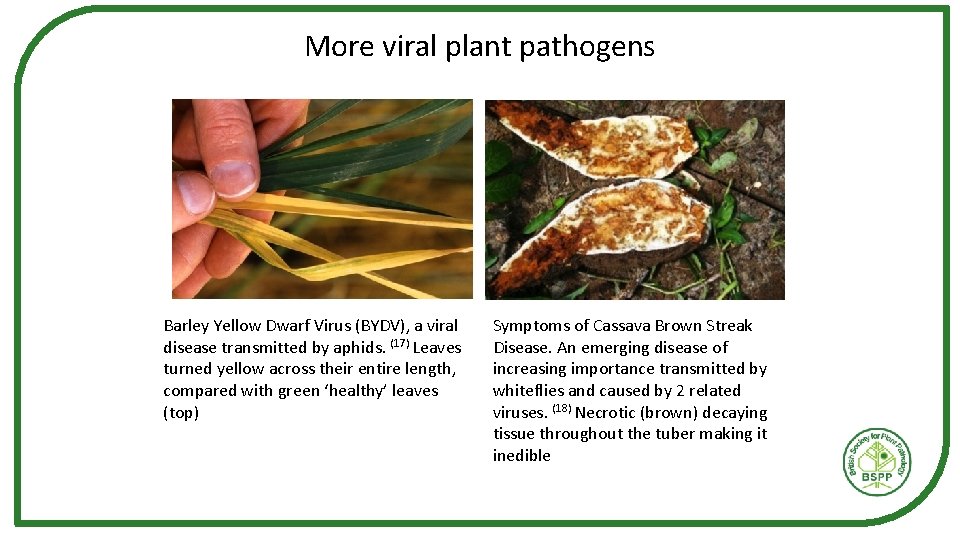 More viral plant pathogens Barley Yellow Dwarf Virus (BYDV), a viral disease transmitted by