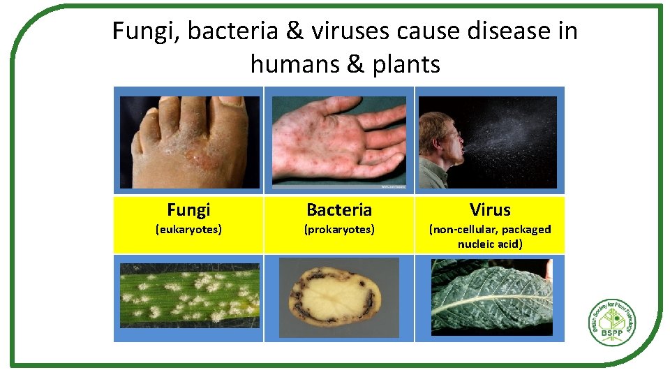 Fungi, bacteria & viruses cause disease in humans & plants Fungi (eukaryotes) Bacteria (prokaryotes)