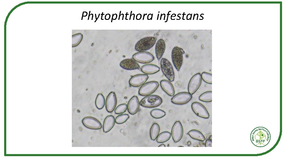 Phytophthora infestans Phytophthora infestans
