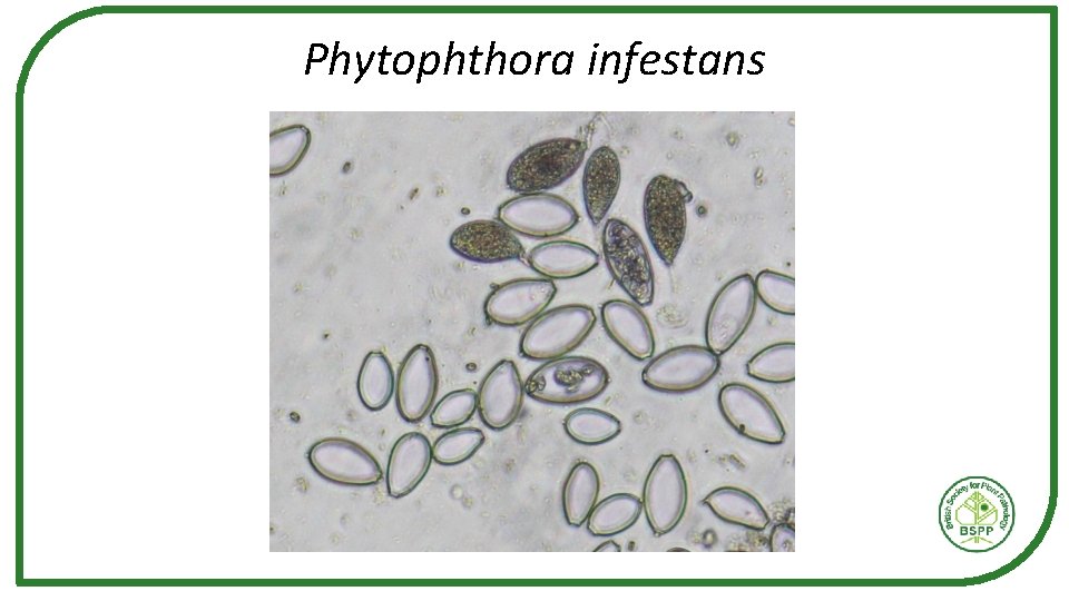 Phytophthora infestans 