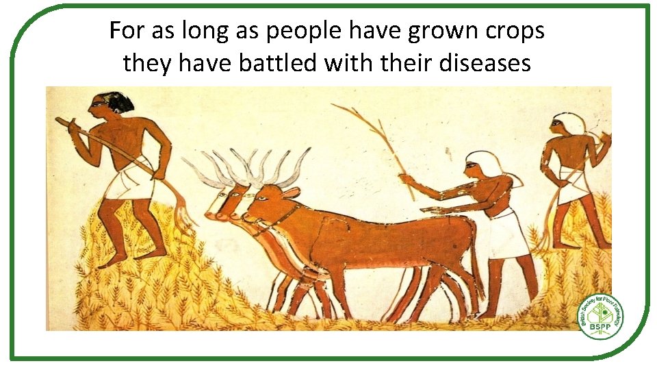 For as long as people have grown crops they have battled with their diseases For as long as people have grown crops they have battled with their diseases