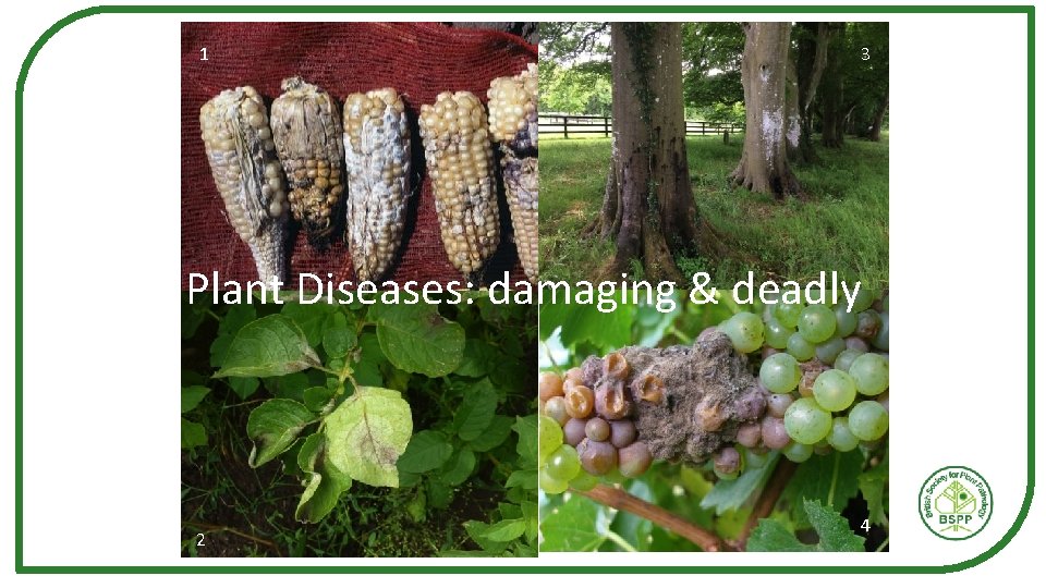 1 3 Plant Diseases: damaging & deadly 2 4 1 3 Plant Diseases: damaging & deadly 2 4