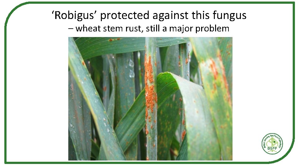 ‘Robigus’ protected against this fungus – wheat stem rust, still a major problem 