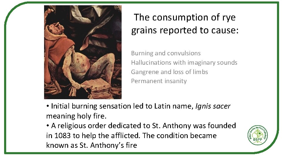 The consumption of rye grains reported to cause: Burning and convulsions Hallucinations with imaginary