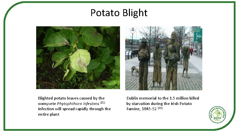 Potato Blighted potato leaves caused by the oomycete Phytophthora infestans (21) Infection will spread Potato Blighted potato leaves caused by the oomycete Phytophthora infestans (21) Infection will spread
