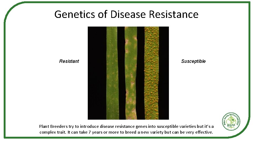 Genetics of Disease Resistance Resistant Susceptible Plant Breeders try to introduce disease resistance genes Genetics of Disease Resistance Resistant Susceptible Plant Breeders try to introduce disease resistance genes