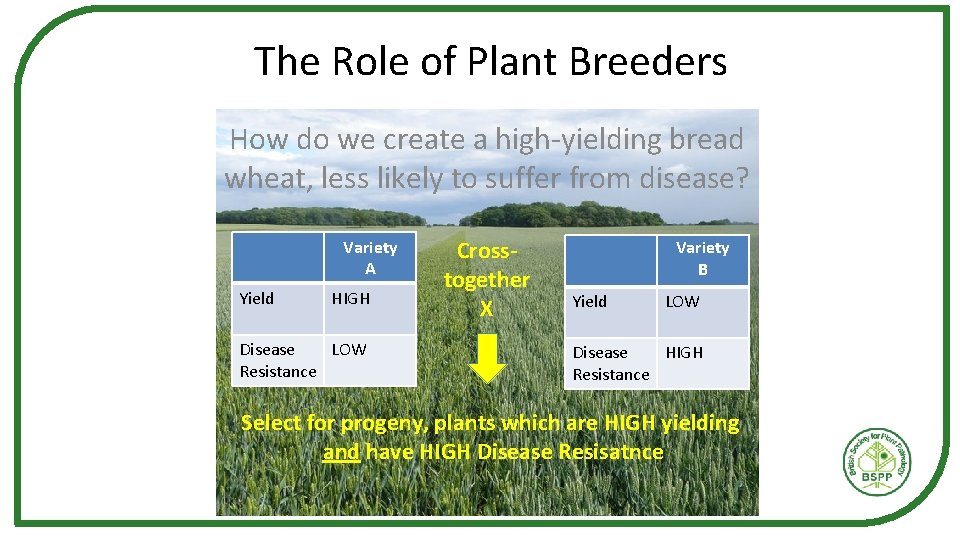 The Role of Plant Breeders How do we create a high-yielding bread wheat, less