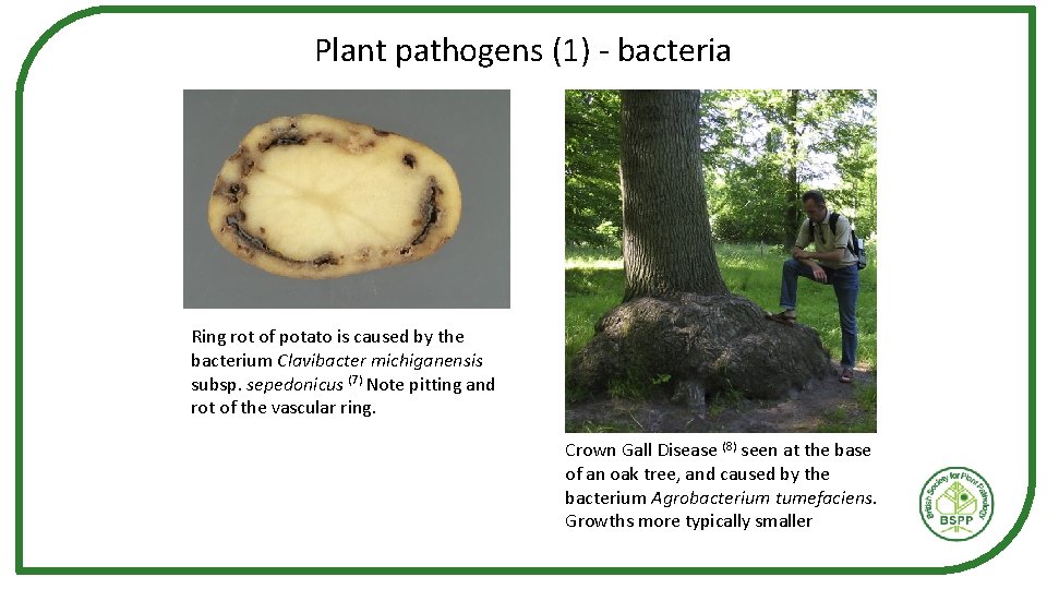 Plant pathogens (1) - bacteria Ring rot of potato is caused by the bacterium