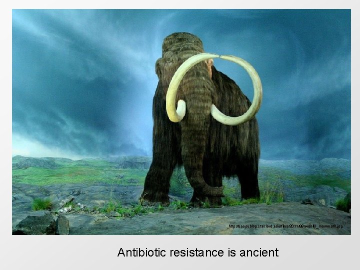 http: //scopeblog. stanford. edu/files/2011/09/woolly_mammoth. jpg Antibiotic resistance is ancient 