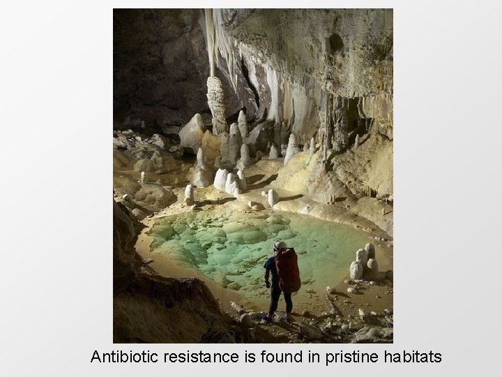 Antibiotic resistance is found in pristine habitats 