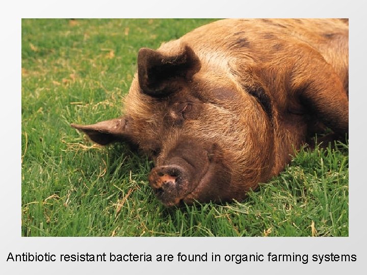 Antibiotic resistant bacteria are found in organic farming systems 