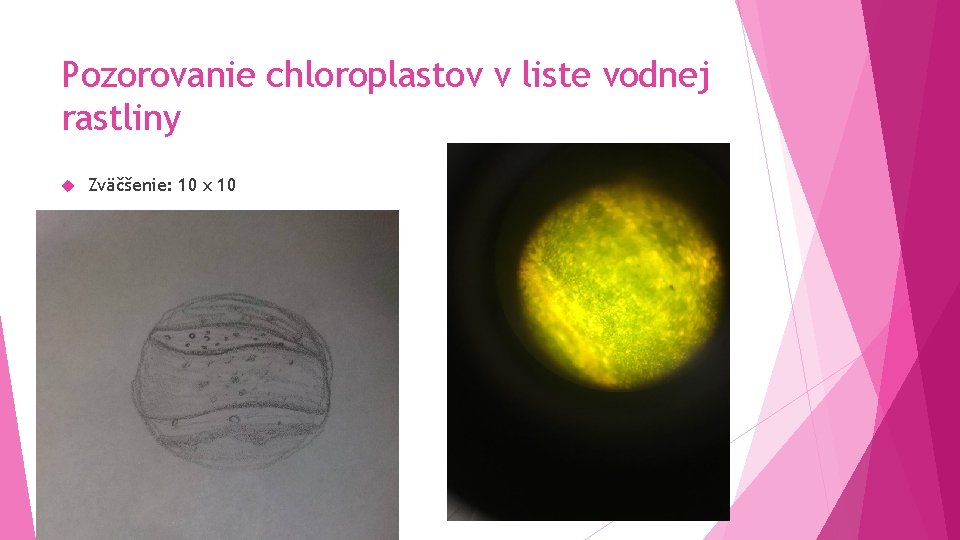 Pozorovanie chloroplastov v liste vodnej rastliny Zväčšenie: 10 x 10 