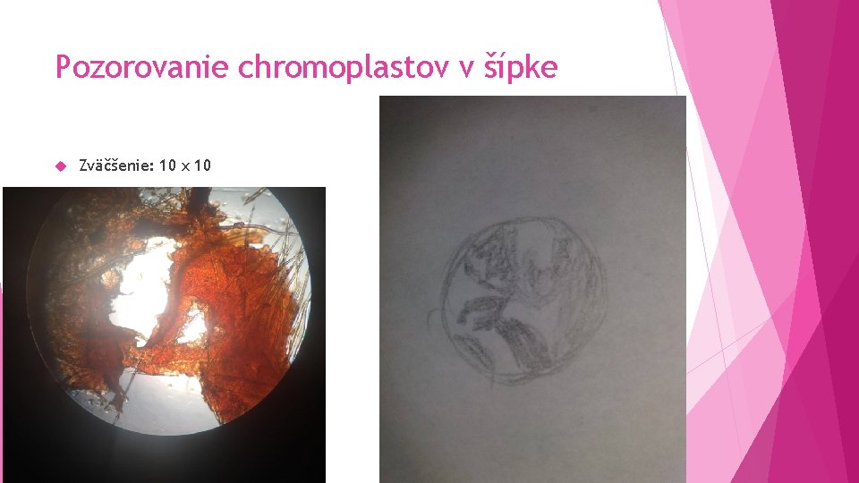 Pozorovanie chromoplastov v šípke Zväčšenie: 10 x 10 