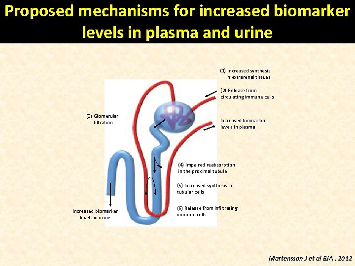 Proposed mechanisms for increased biomarker levels in plasma and urine (1) Increased synthesis in