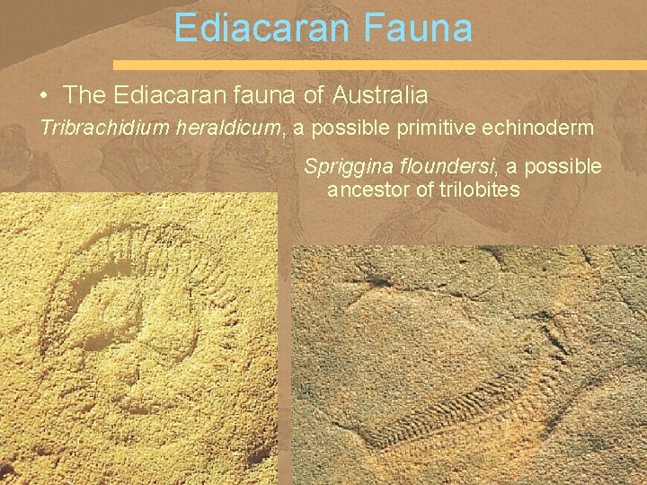 Ediacaran Fauna • The Ediacaran fauna of Australia Tribrachidium heraldicum, a possible primitive echinoderm