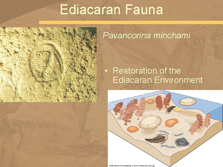 Ediacaran Fauna Pavancorina minchami • Restoration of the Ediacaran Environment 