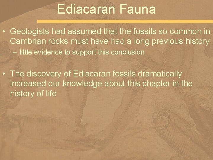 Ediacaran Fauna • Geologists had assumed that the fossils so common in Cambrian rocks