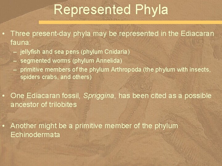 Represented Phyla • Three present-day phyla may be represented in the Ediacaran fauna: –