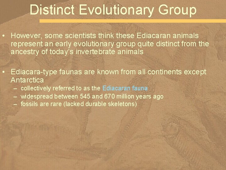 Distinct Evolutionary Group • However, some scientists think these Ediacaran animals represent an early