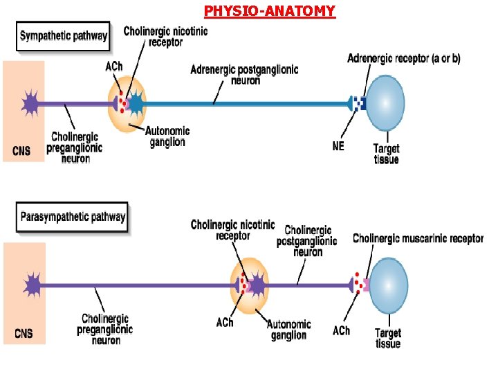 PHYSIO-ANATOMY 