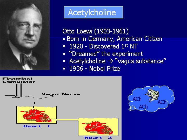 Acetylcholine Otto Loewi (1903 -1961) § Born in Germany, American Citizen § 1920 -