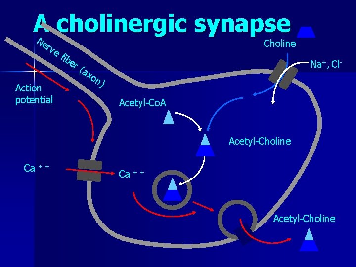 A cholinergic synapse N erv e Choline fib er (a Na+, Cl- xo Action