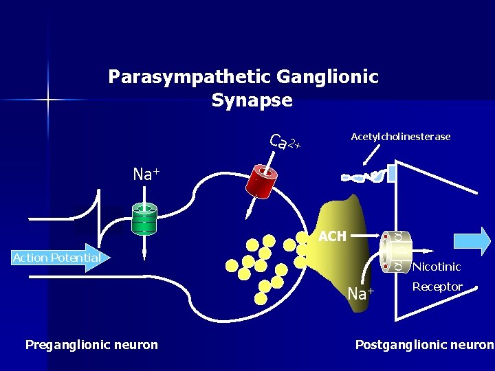 Parasympathetic Ganglionic Synapse Ca 2+ Acetylcholinesterase Na+ aba ACH Action Potential Na+ Preganglionic neuron