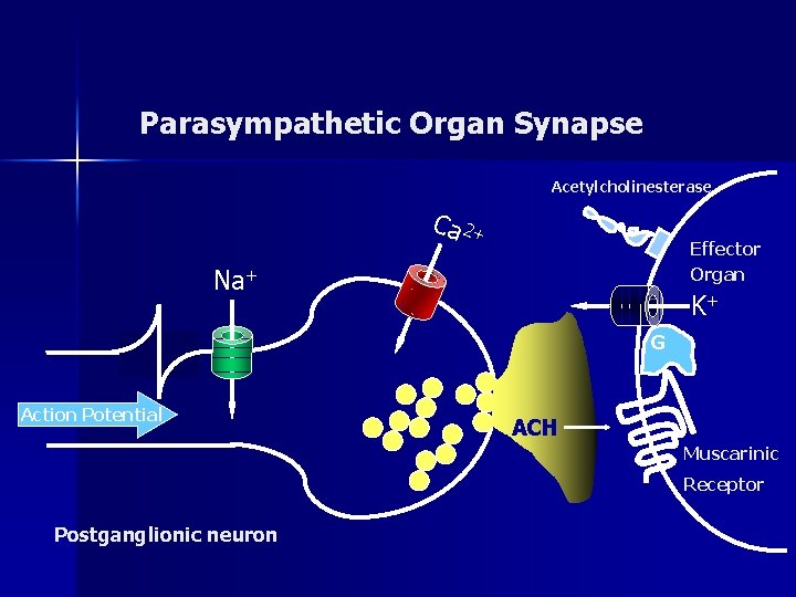 Parasympathetic Organ Synapse Acetylcholinesterase Ca 2+ Effector Organ Na+ K+ G Action Potential ACH