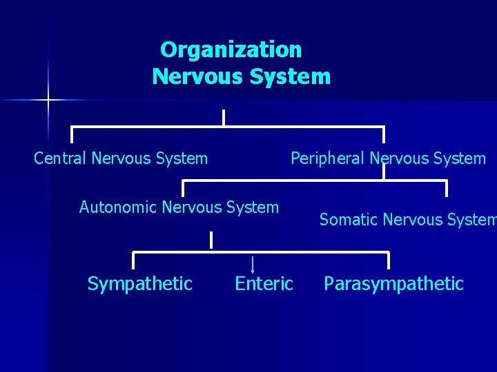 Organization Nervous System Central Nervous System Peripheral Nervous System Autonomic Nervous System Sympathetic Enteric