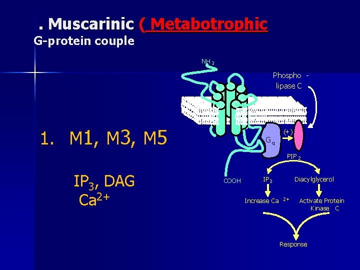 . Muscarinic ( Metabotrophic G-protein couple NH 3 Phospho lipase C 1. M 1,