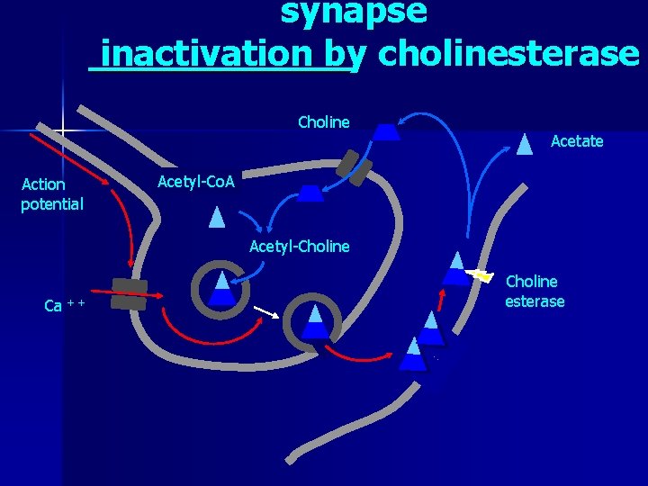 synapse inactivation by cholinesterase Choline Action potential Acetate Acetyl-Co. A Acetyl-Choline Ca + +