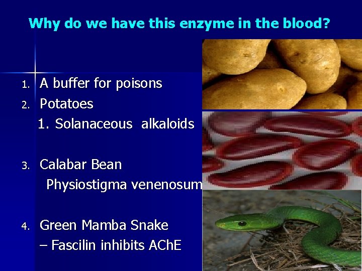 Why do we have this enzyme in the blood? 1. 2. A buffer for