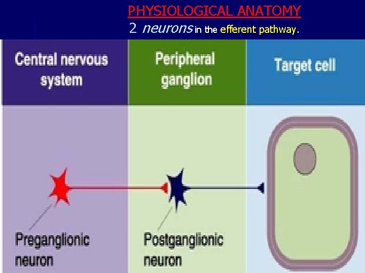 PHYSIOLOGICAL ANATOMY 2 neurons in the efferent pathway. 24 -Nov-20 6 
