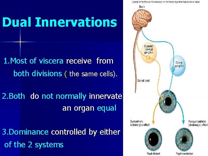  Dual Innervations 1. Most of viscera receive from both divisions ( the same