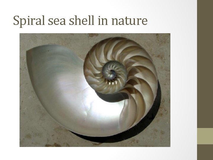 Spiral sea shell in nature 
