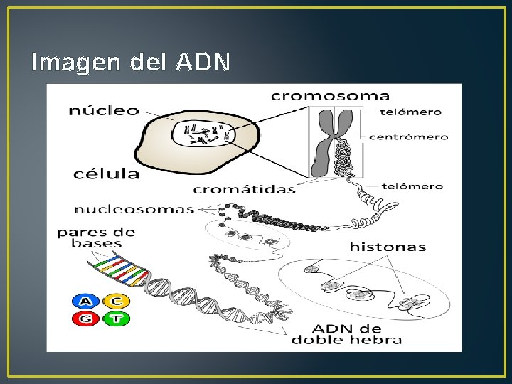 Imagen del ADN 