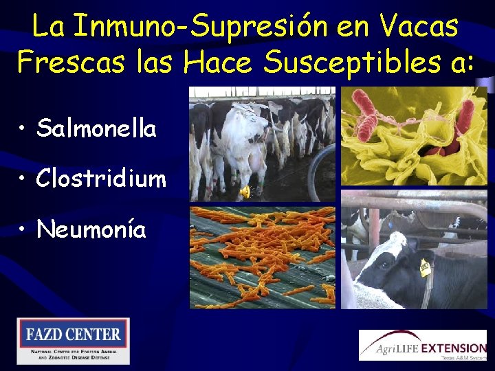 La Inmuno-Supresión en Vacas Frescas las Hace Susceptibles a: • Salmonella • Clostridium •