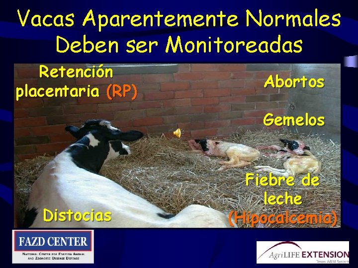 Vacas Aparentemente Normales Deben ser Monitoreadas Retención placentaria (RP) Abortos Gemelos Distocias Fiebre de