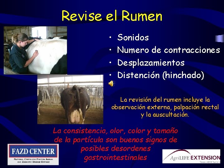 Revise el Rumen • • Sonidos Numero de contracciones Desplazamientos Distención (hinchado) La revisión